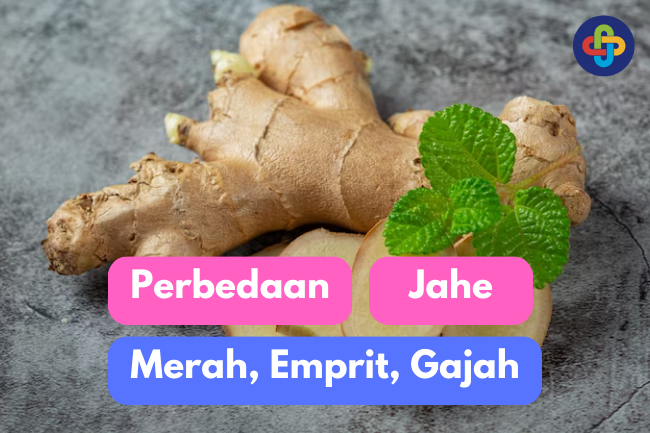 Menilik Perbedaan Jahe Merah, Jahe Emprit, dan Jahe Gajah